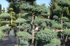 Arbres