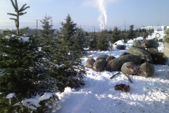 sapin 2014
